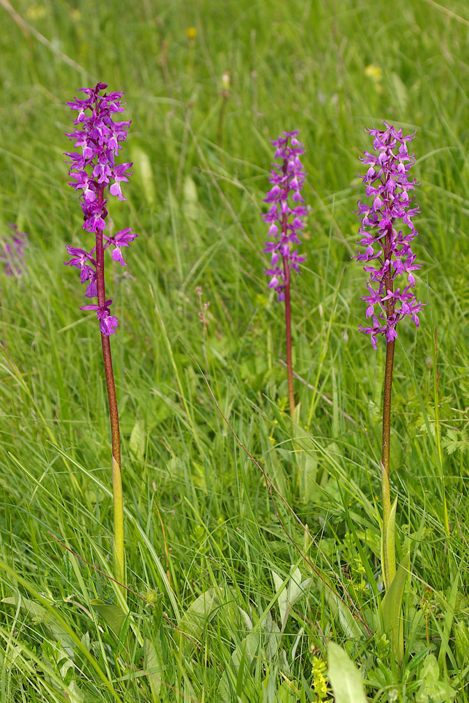 Orchis mascula